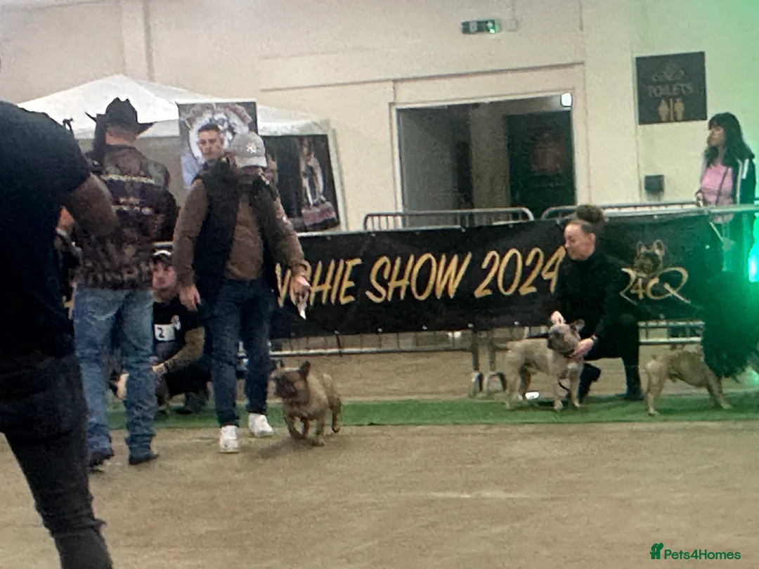 French Bulldog dogs for stud: French Bulldog Stud in Abertillery - Advert 23