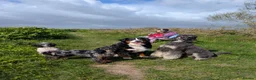 Bernedoodle dogs for sale: True Miniature sized Bernedoodles  - Advert 24