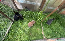 Mixed Breed rabbits for sale: Rex-lop cross bunnies only 3 left - Image 8