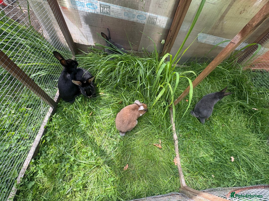 Mixed Breed rabbits for sale: Rex-lop cross bunnies only 3 left - Image 8