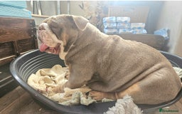English Bulldog dogs for sale: Outstanding KC English Bulldogs, Top Quality Pups - Image 15