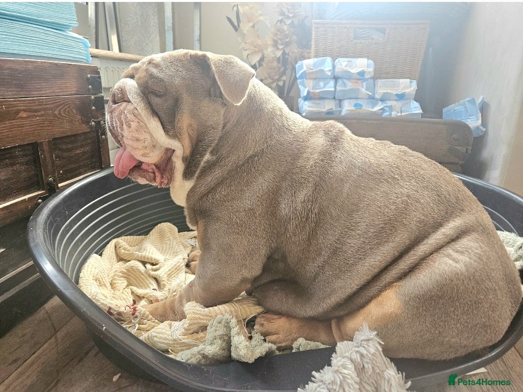 English Bulldog dogs for sale: Outstanding KC English Bulldogs, Top Quality Pups - Image 15