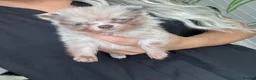 Chihuahua dogs for sale: Tiny lilac merle female chihuahua/ Pomeranian  - Advert 9