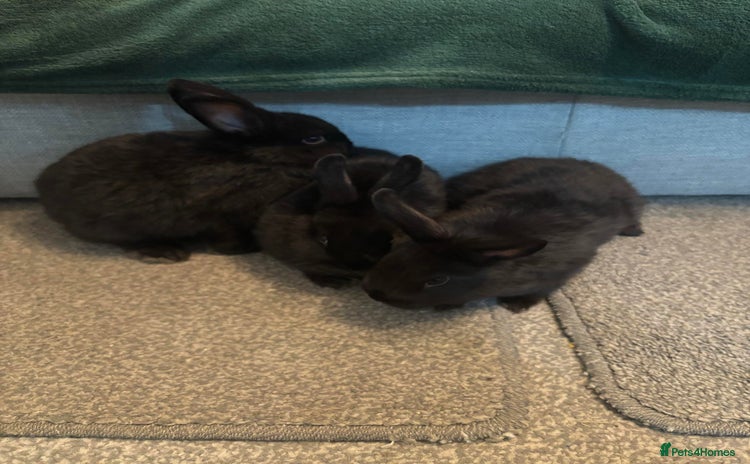 Mini Lop rabbits - Advert 9