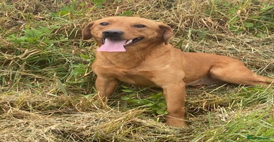 Labrador Retriever dogs in Pickering - Advert 14