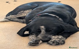 Mixed Breed dogs for adoption: Merinda your loyal companion - Image 6