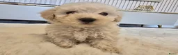 Maltipoo dogs for sale: 🐾 Beautiful Maltipoo Puppies – Home-Raised 🐾 - Advert 6