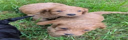 Cockapoo dogs for sale: Licensed breeder, health tested F1 cockapoos - Advert 14