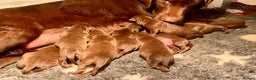 Labrador Retriever dogs for sale: Chocolate Labrador puppies - Advert 8