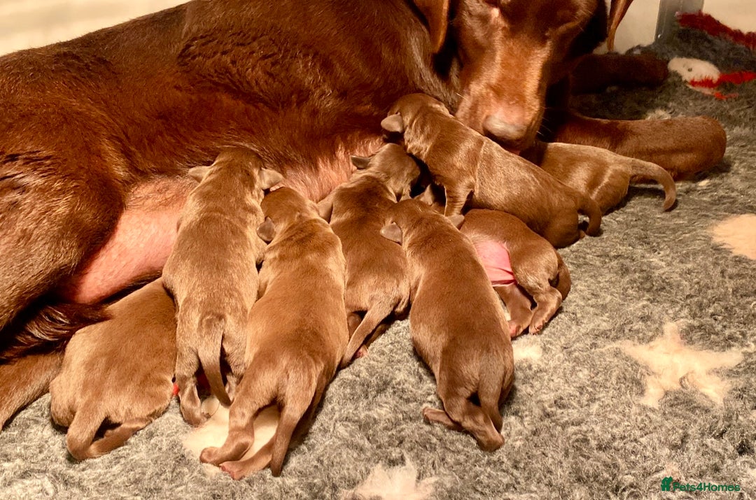 Labrador Retriever dogs for sale: Chocolate Labrador puppies - Advert 8