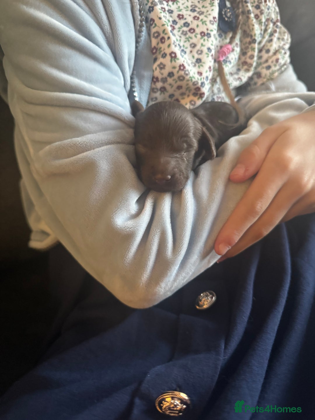 Cockapoo dogs for sale: Beautiful F1b cockapoos  - Advert 16