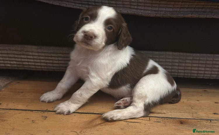 English Springer Spaniel dogs - Advert 2