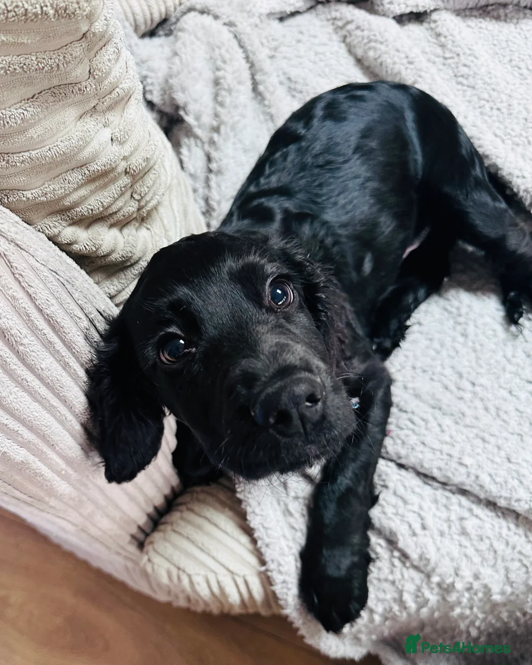 Sprocker dogs for sale: Special Little Boy Looking for His Forever Home 🐾 in Wisbech - Advert 6