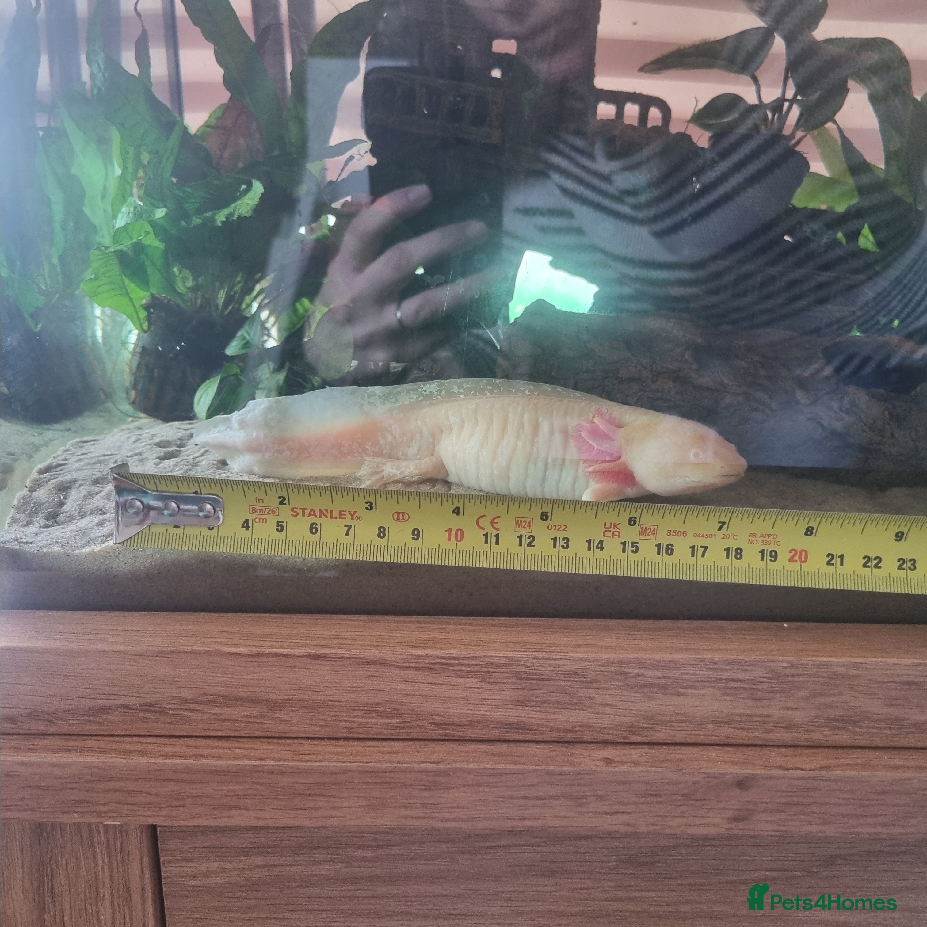 Axolotl reptiles For Rehoming: 5yr Female Golden Albino Axylotyl - Advert 2