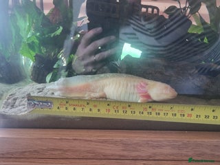 Axolotl reptiles For Rehoming: 5yr Female Golden Albino Axylotyl - Advert 1