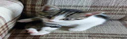 Mixed Breed cats for sale: Kittens for sale - Advert 5
