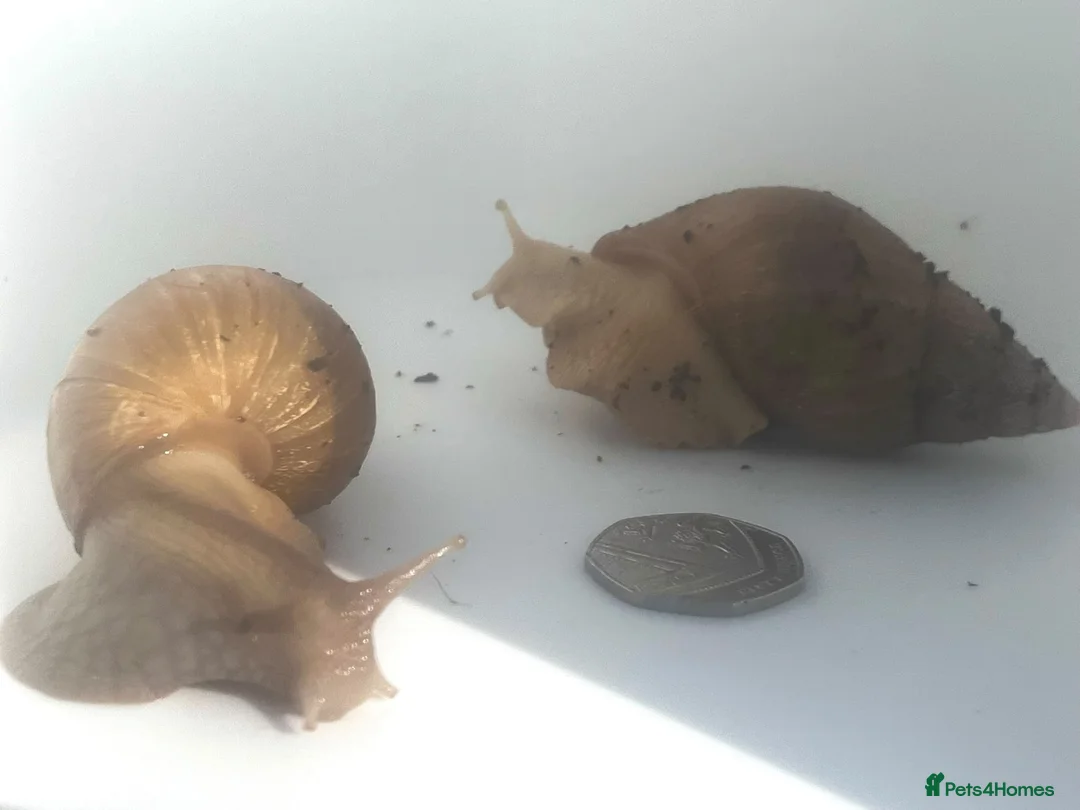 Snails invertebrates for sale: Gaint afican land snails albino and normal  - Advert 6