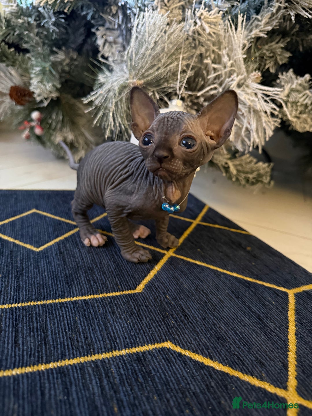 Sphynx cats for sale: Stunning Kittens!  - Advert 18