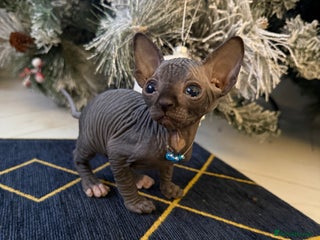 Sphynx cats Stunning Kittens! - Advert 4