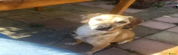 Mixed Breed dogs for adoption: Shy Nikita in Ipswich - Advert 2