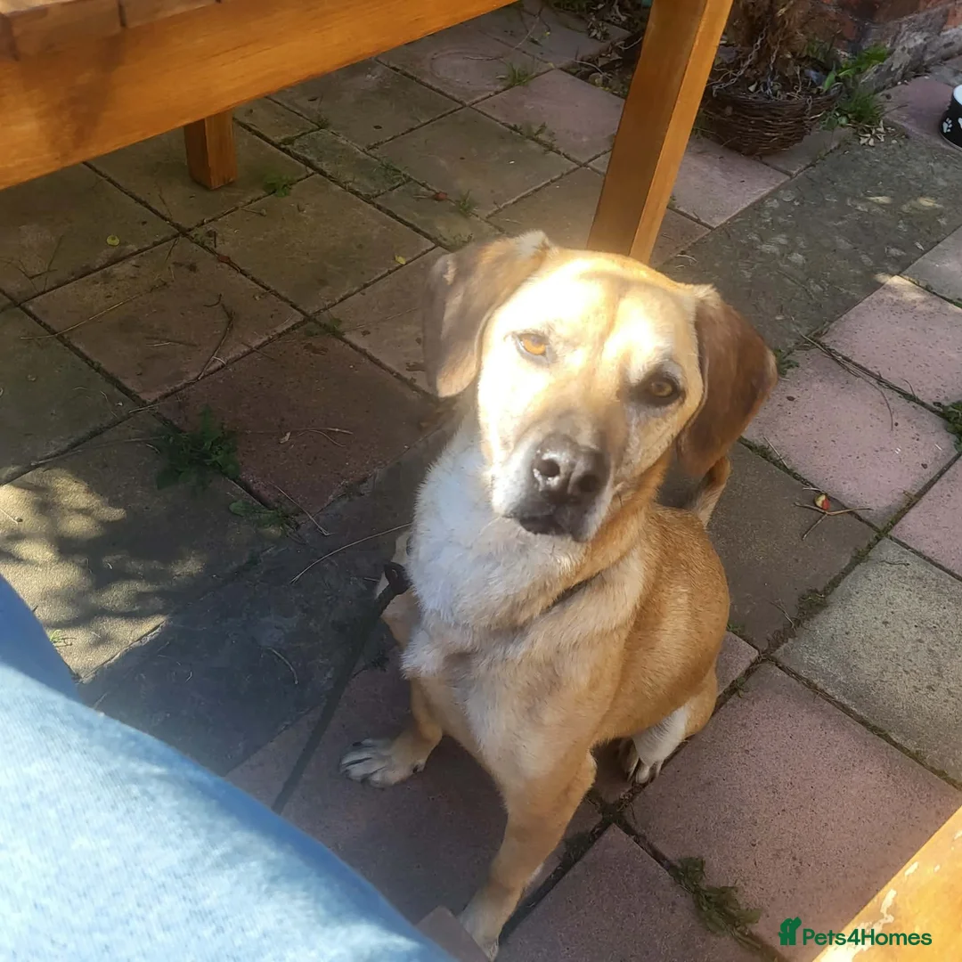 Mixed Breed dogs for adoption: Shy Nikita in Ipswich - Advert 2