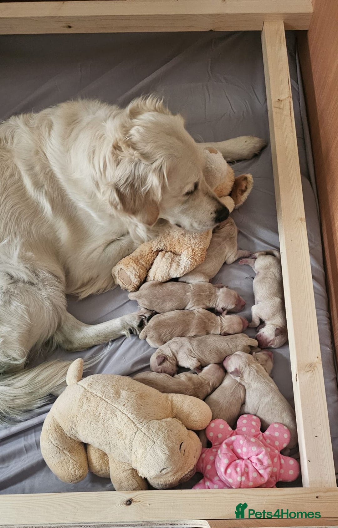 Golden Retriever dogs for sale: KC registered Beautiful Golden retriever puppies  - Advert 7