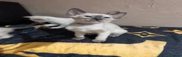 Siamese cats for sale: 1 lilac Siamese girl available ready now  - Advert 3