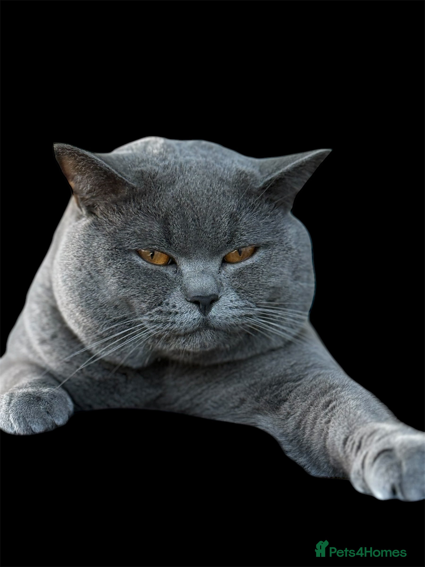 British Shorthair cats 🐾 Leo – Stunning GCCF BSH Stud Available Now 🐾 in Birmingham - Advert 1