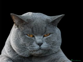 British Shorthair cats 🐾 Leo – Stunning GCCF BSH Stud Available Now 🐾 in Birmingham - Advert 1