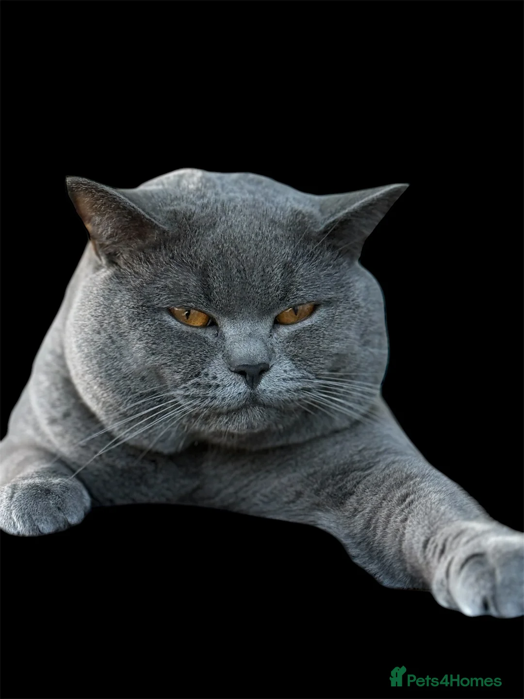 British Shorthair cats for stud: 🐾 Leo – Active GCCF BSH Stud 🐾 in Birmingham - Advert 1