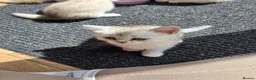 Scottish Fold cats for sale: *LAST LITTLE GIRL REMAINING* STUNNING TICA BABIES - Advert 7