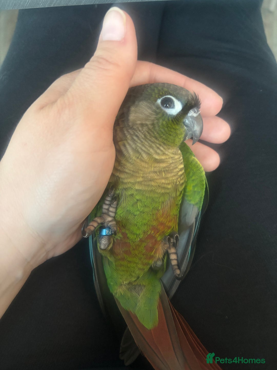 Conures birds for sale: Hand reared very tame conure - Image 9