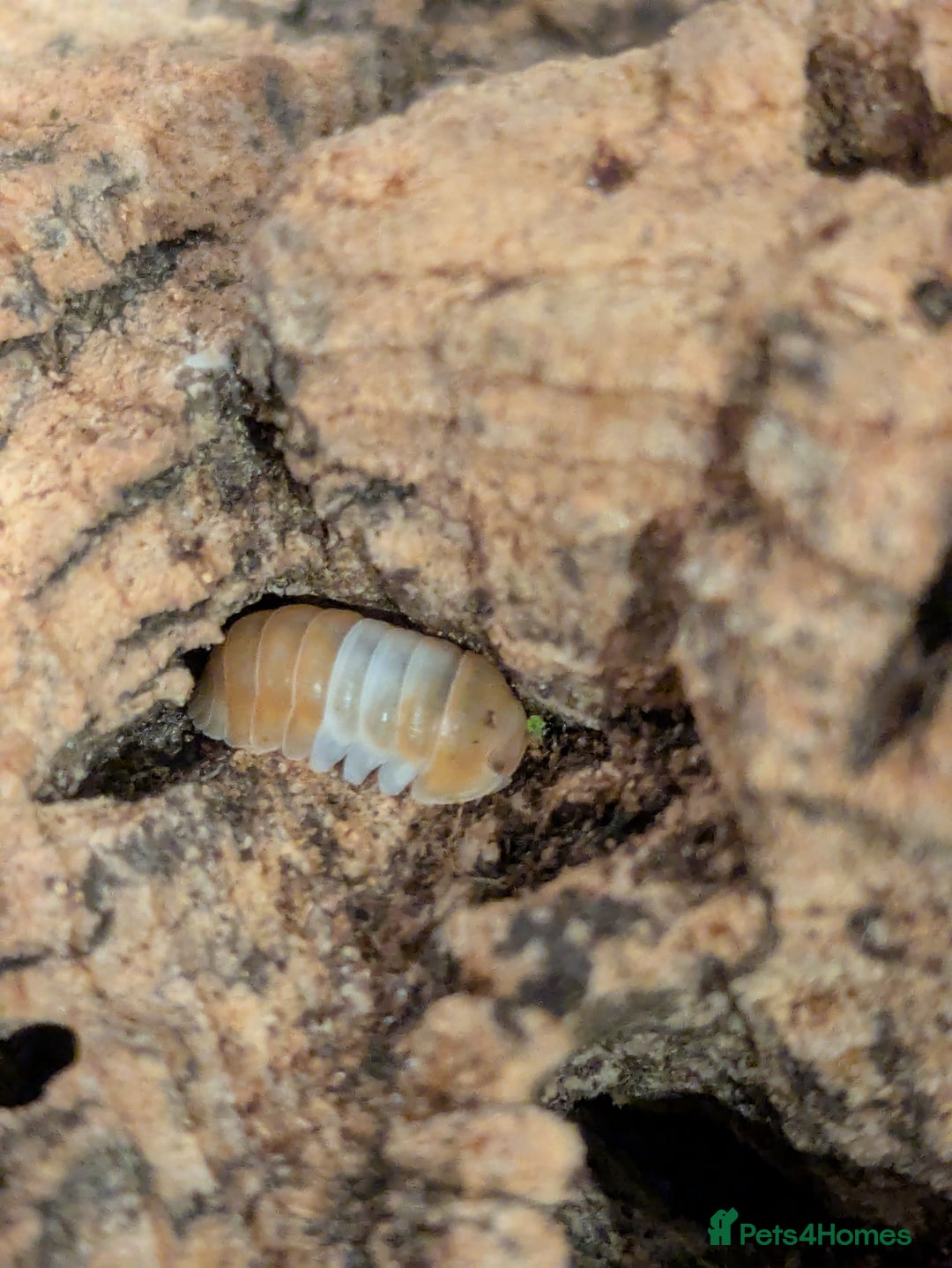 Mixed Breed invertebrates for sale: Isopods clean up crew  - Image 6