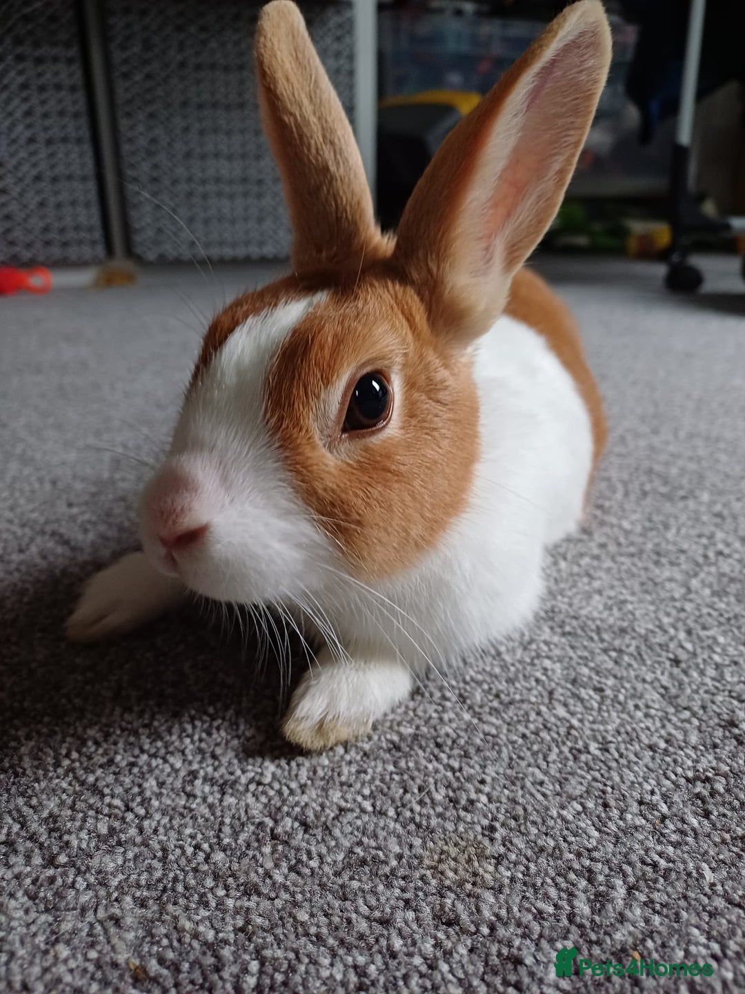Dutch rabbits for sale: Dutch rabbit for sale - Image 3