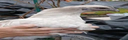 Chickens poultry for sale: Chickens & geese forsale  - Advert 9