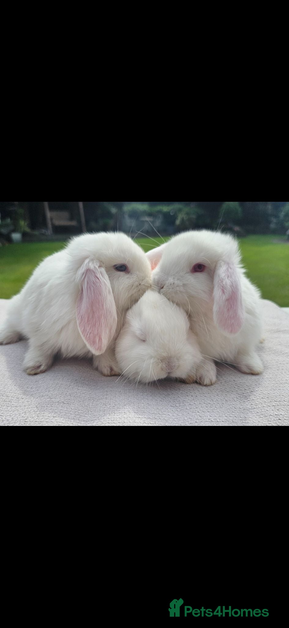 French Lop rabbits Beautiful baby French Lop bucks - Advert 1