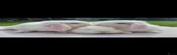 French Lop rabbits for sale: Beautiful baby French Lop bucks in Stone - Advert 1