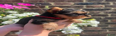 Yorkshire Terrier 1