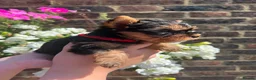 Yorkshire Terrier dogs for sale: ❤️ Beautiful Yorkshire Terrier Puppies ❤️ in Sittingbourne - Advert 33