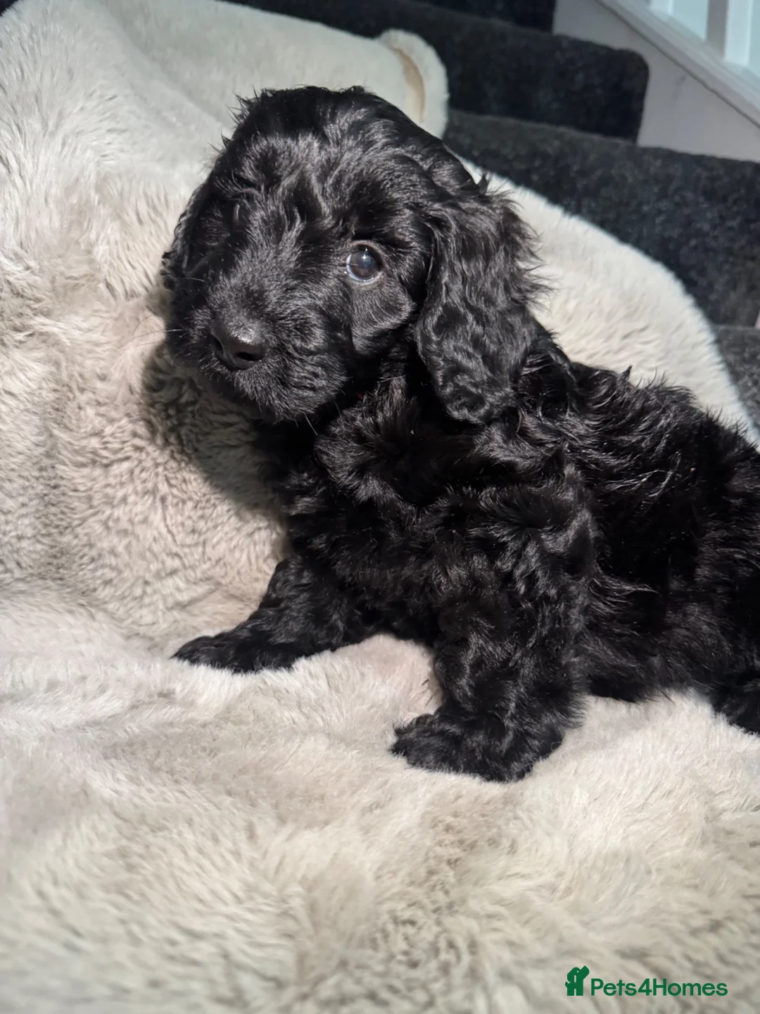 Cockapoo dogs for sale: Cockerpoo - Advert 11