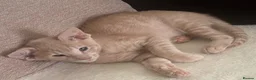 Siamese cats for sale: Adorable GCCF reg Siamese and Oriental kittens - Advert 9