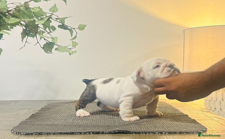 English Bulldog dogs - Advert 1