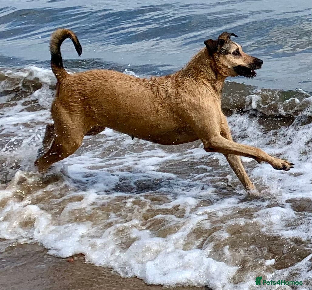 Mixed Breed dogs Lurcher / Deerhound  - Advert 10