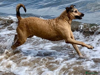 Mixed Breed dogs Lurcher - Advert 15