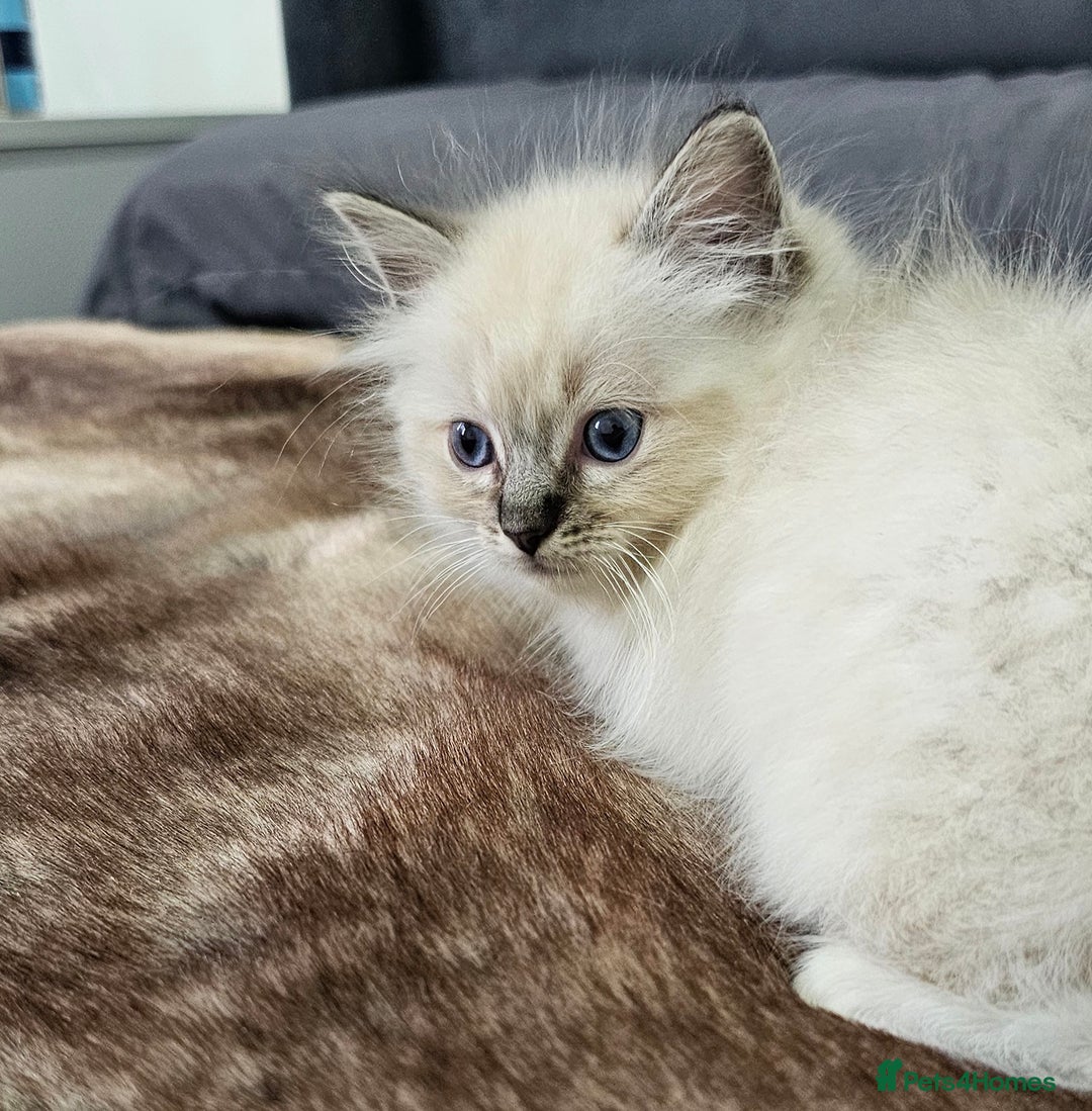 Ragdoll cats for sale: Stunning ragdoll kittens  - Image 29