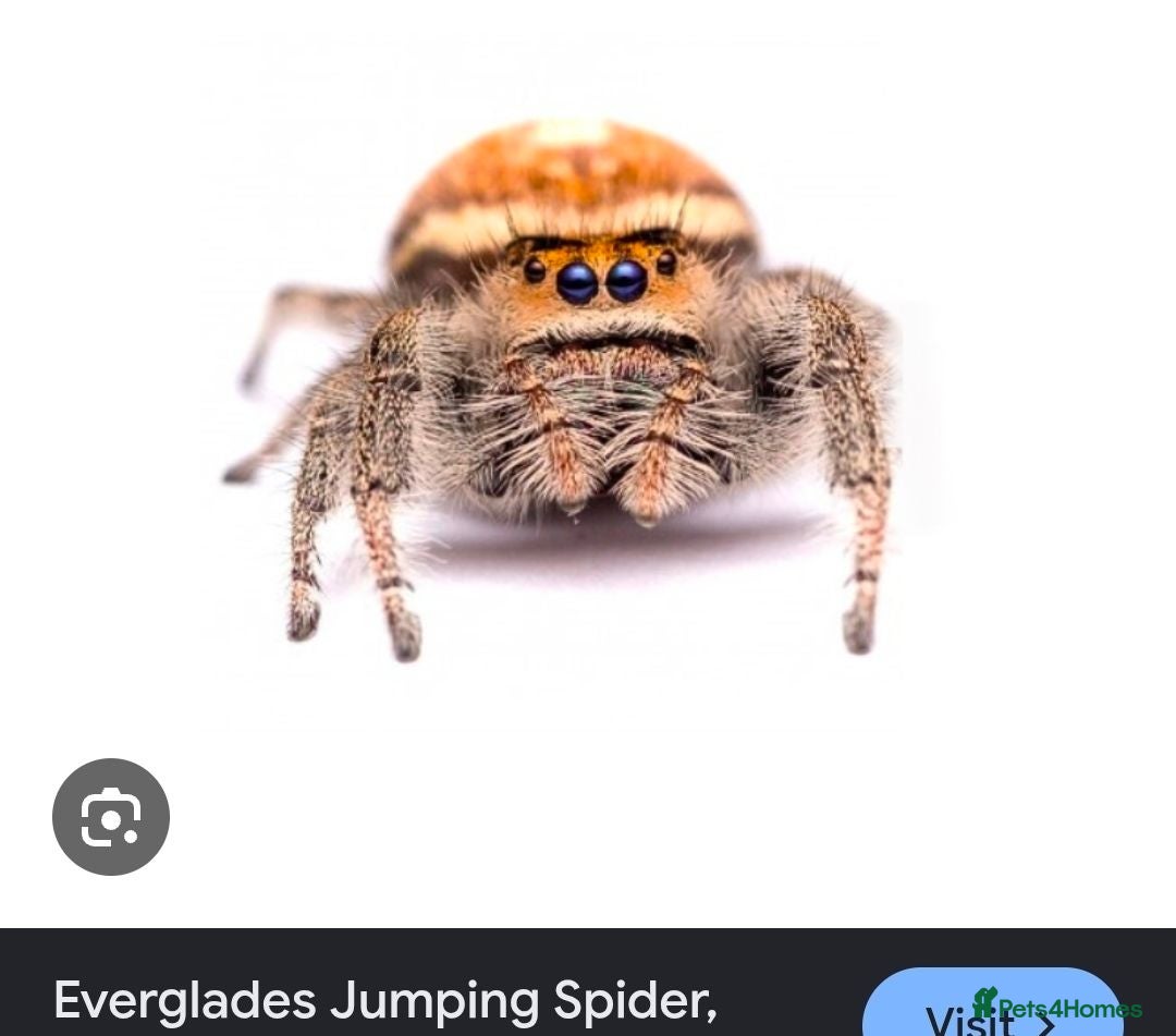 Spiders invertebrates Jumping Spiders phidippus regius - Advert 13