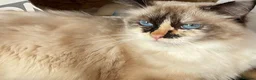 Ragdoll cats for sale: GCCF registered Ragdolls - Advert 6