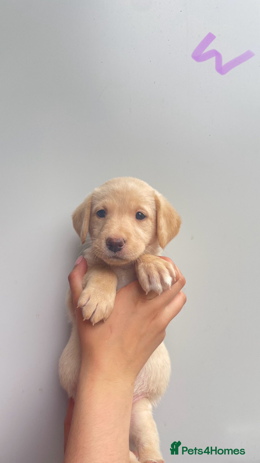 Labrador Retriever dogs for sale: Labrador retriever pups KC Registered - Image 8
