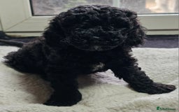 Labradoodle dogs for sale: True Multigen labradoodles  - Image 6