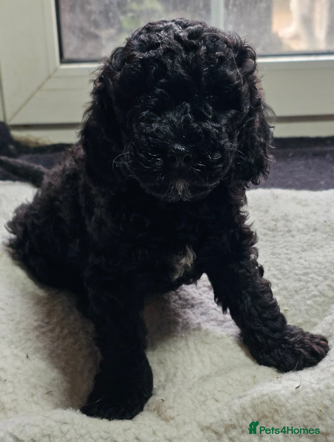 Labradoodle dogs for sale: True Multigen labradoodles  - Image 6